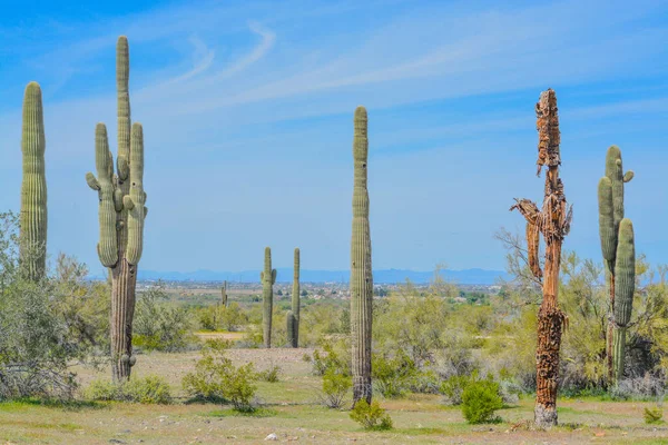 Muerto Saguaro Cactus Carnegiea Gigantea Entre Los Sanos Del Parque —  Fotos de Stock