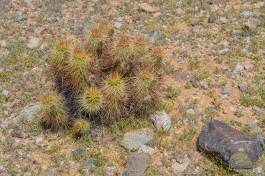Şeytan Cholla (Grusonia Emory) kaktüsü Goodyear, Maricopa County, Arizona ABD
