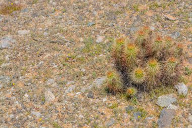 Şeytan Cholla (Grusonia Emory) kaktüsü Goodyear, Maricopa County, Arizona ABD