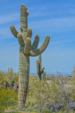 Saguaro Kaktüsü (Carnegiea Gigantea) Estrella Dağı Bölgesel Parkı, Goodyear, Maricopa County, Arizona ABD