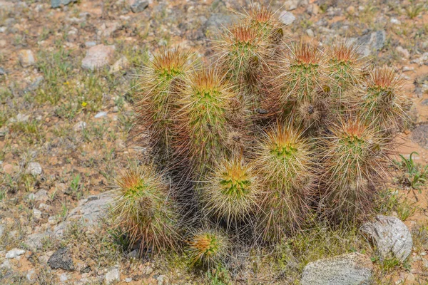 Devil Cholla (Grusonia Emory) cactus in Goodyear, Maricopa County, Arizona USA