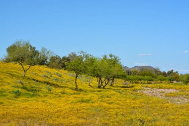 Glendale, Maricopa County, Arizona ABD 'deki Skunk Creek Wash and Trail' de güzel sarı kır çiçekleri. 