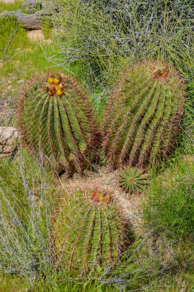 Barrel Cactus Superior Pinal County Sonoran Desert Arizona États Unis — Photo