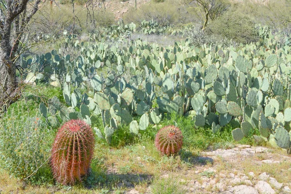 Cacto Barril Superior Condado Pinal Deserto Sonora Arizona — Fotografia de Stock