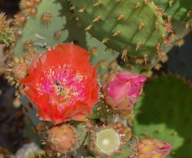 Armut Dikenli Kaktüs (Opuntia Cactaceae) Glendale, Maricopa County, Arizona ABD 'de çiçek açıyor.