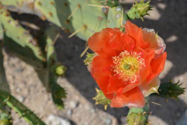 Armut Dikenli Kaktüs (Opuntia Cactaceae) Glendale, Maricopa County, Arizona ABD 'de çiçek açıyor.