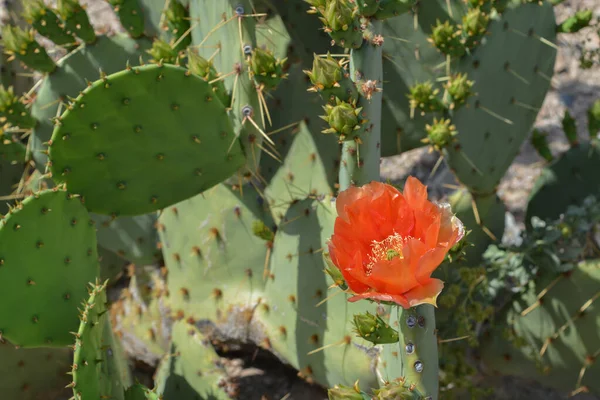 Prickly Pear Cactus Opuntia Cactaceae Florescendo Glendale Condado Maricopa Arizona — Fotografia de Stock