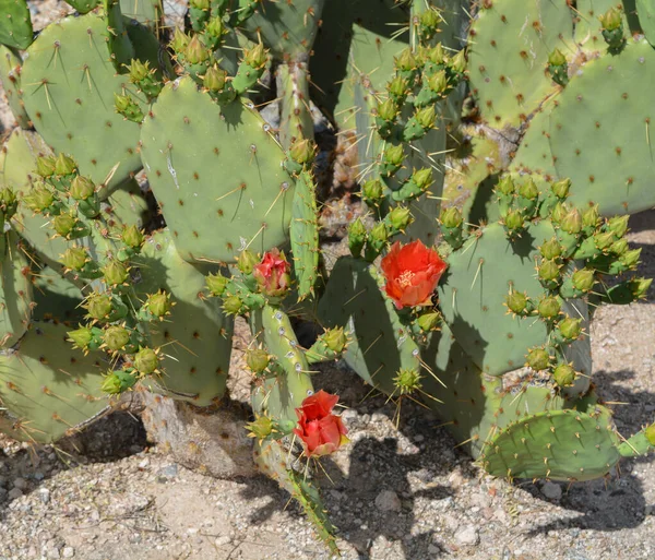 Cactus Pera Espinosa Opuntia Cactaceae Floreciendo Glendale Condado Maricopa Arizona — Foto de Stock