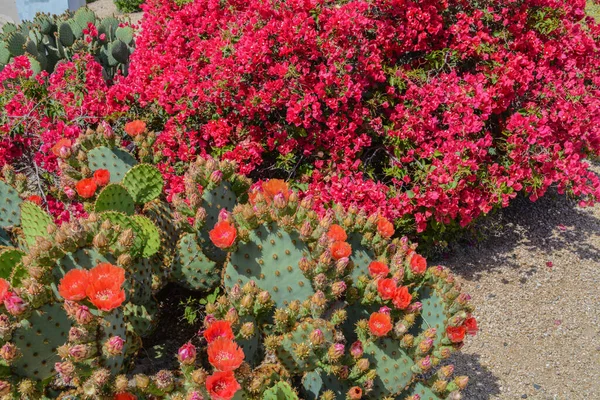 Bougainvillea Has Thorny Ornamental Vines Prickly Pear Cactus Opuntia Cactaceae — Stock Photo, Image