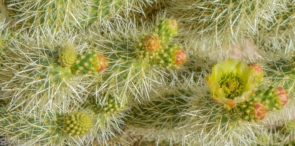 Teddy Bear Cholla Cylindropuntia Bigelivii Kwitnący Południowym Zachodzie Pustyni Amerykańskiej — Zdjęcie stockowe