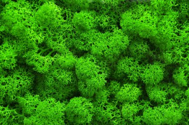 Yeşil bulanık arkaplan ve güneş ışığı.