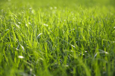 yeşil yaz çim doğa, güzel arka plan makro.