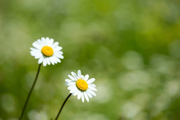 Camomile på en vild äng. — Stockfoto