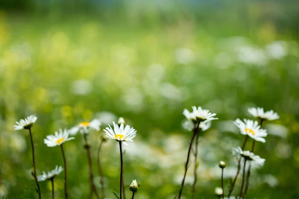 Camomile on a wild meadow. — Stock Photo, Image