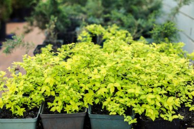 Tencere satışa erkeçsakalı bitkiler