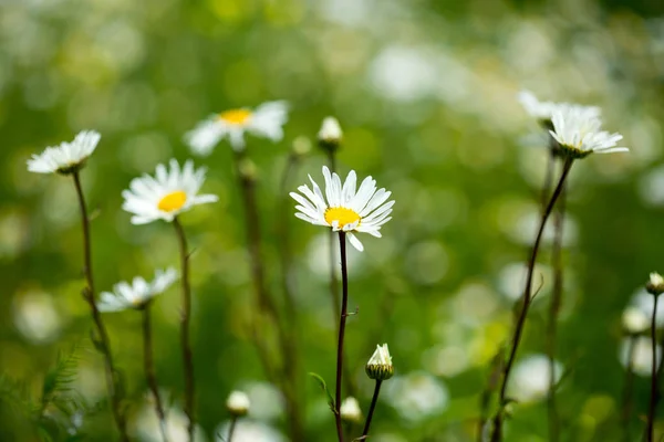 Camomile på en vild äng. — Stockfoto