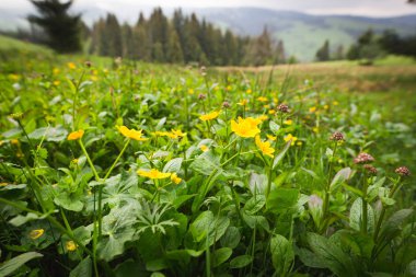 bir dağ çayır çiçekler