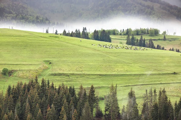 Fragment de pâturage de montagne — Photo