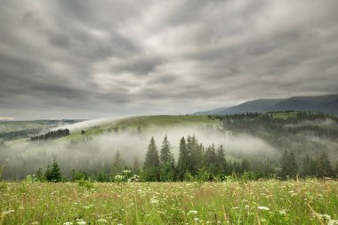 Glade çiçek ve bir dağ gündoğumu