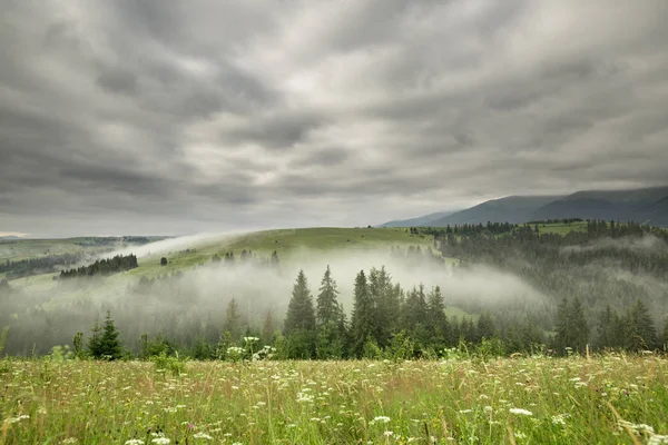 Glade çiçek ve bir dağ gündoğumu