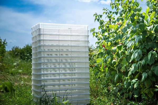 Container for raspberries between rows of bushes with ripe berries. — Φωτογραφία Αρχείου