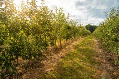 Genç elma ağaçlarıyla dolu bir meyve bahçesi. Hasat zamanı.