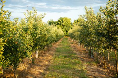Genç elma ağaçlarıyla dolu bir meyve bahçesi. Hasat zamanı.