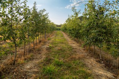 Genç elma ağaçlarıyla dolu bir meyve bahçesi. Hasat zamanı.