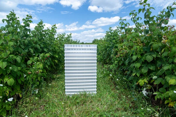Container for raspberries between rows of bushes with ripe berries. — Φωτογραφία Αρχείου