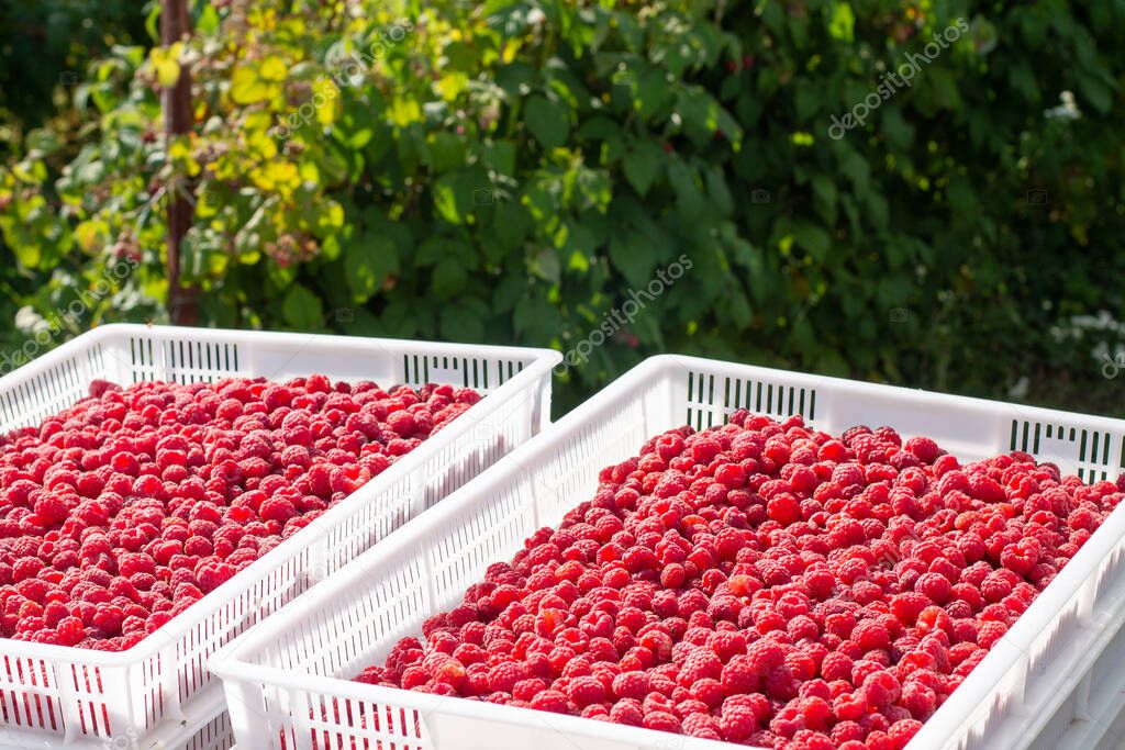 Harvesting raspberries. White plastic crates filled with ripe raspberries.