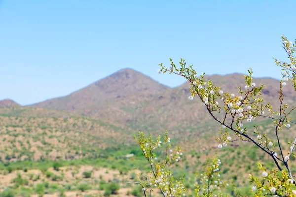 Arizona yazında çöl manzarası
