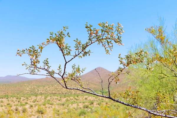 Arizona yazında çöl manzarası
