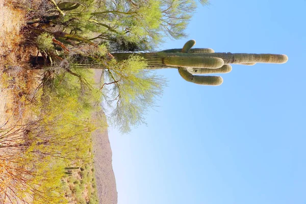 Arizona yazında çöl manzarası