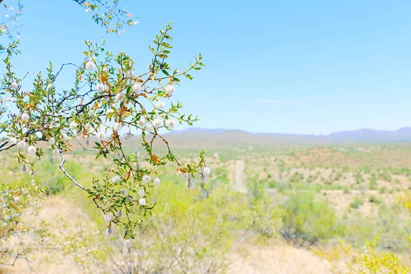 Arizona yazında çöl manzarası