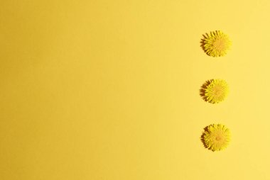 Üç çiçek açan karahindiba sarısı kafa kesme sarı arka planda