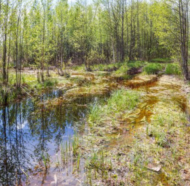 Orman bataklık bahar