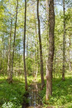Açık kaynak suyu ile ağaçları arasında bir orman akarsu