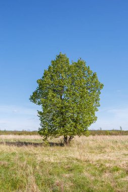 Bir yaz gününde sahada bir ağaç