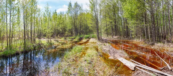 Jarní vysokého stavu vody v lese — Stock fotografie