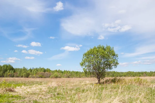 Krajina se stromem na hřišti — Stock fotografie