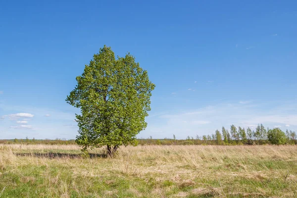 Ένα πεδίο με φυλλοβόλα δέντρα σε μια καλοκαιρινή μέρα — Φωτογραφία Αρχείου