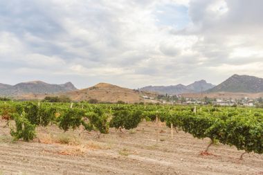 Sudak Kırım'ın dağ yamacında üzüm bağı