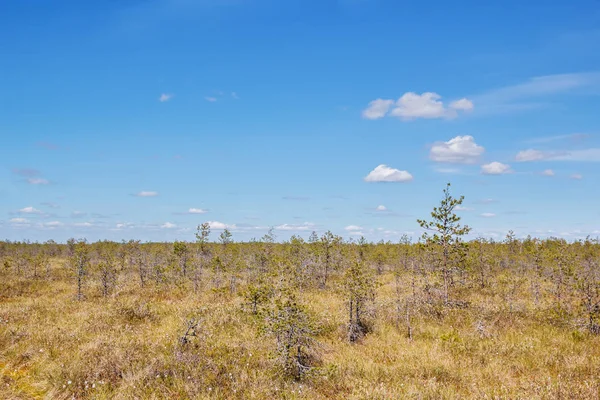 Pohled na rašeliništích v Polistovye, Pskovská oblast — Stock fotografie