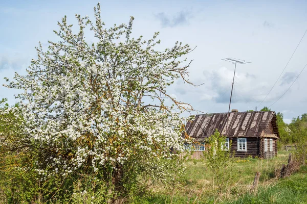 An old apple tree in a garden near a log house