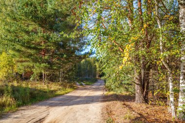 Sonbaharda ormanın içinden geçen yol.