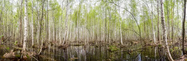 Björkskogen i vatten — Stockfoto