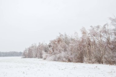 Kışın alanının kenarındaki orman