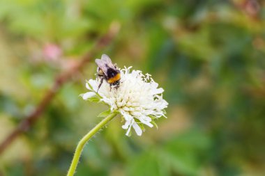     Beyaz çiçek ile bir yaban arısı