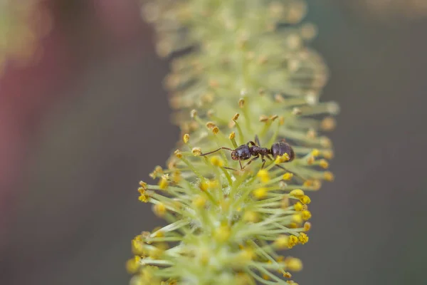 Çiçekli bitki üzerinde karınca — Stok fotoğraf
