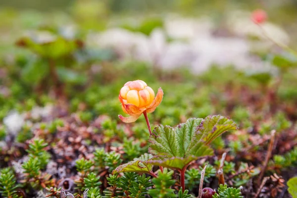 Bush Rubus chamaemorus